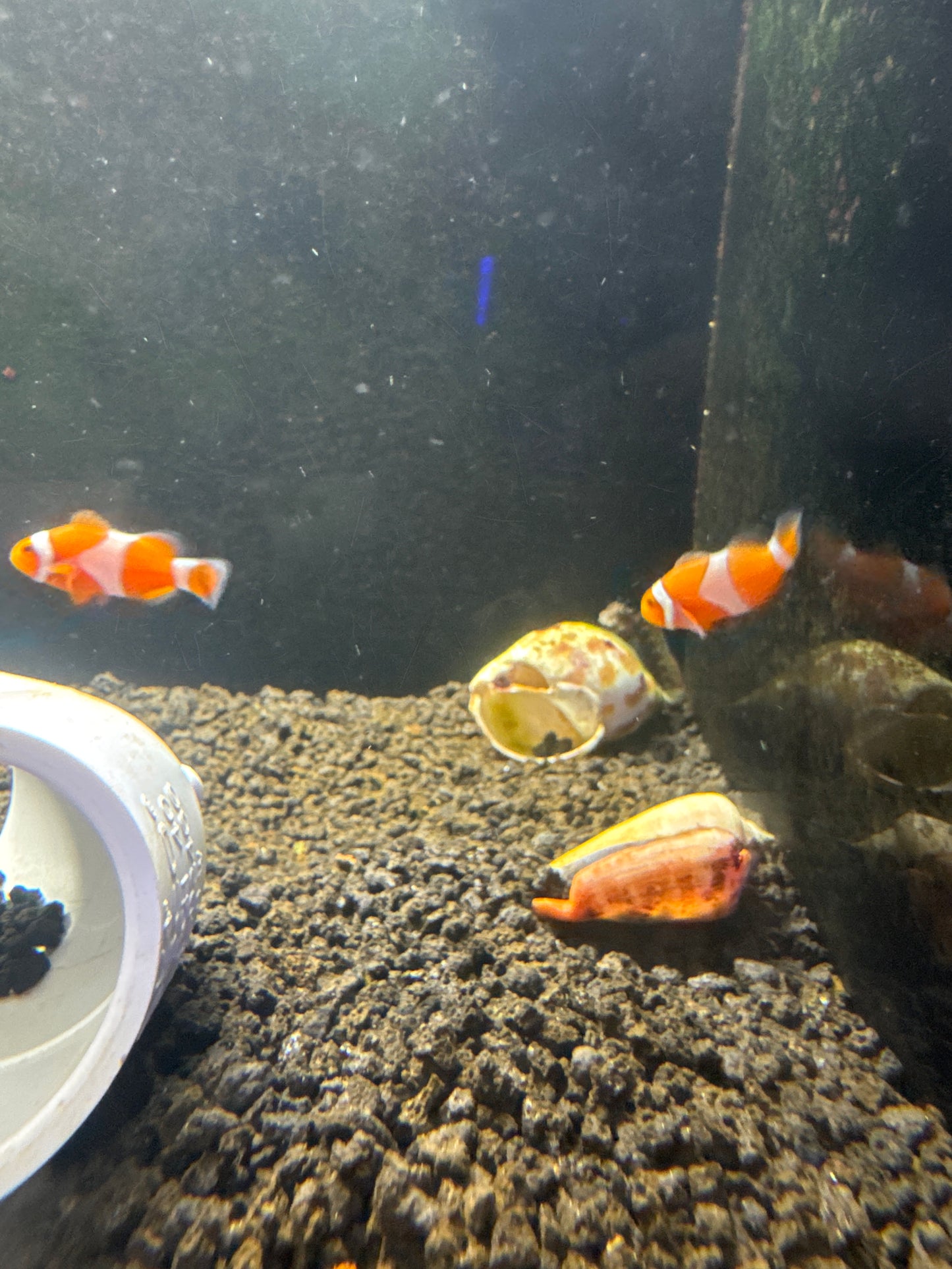 Tangerine Ocellaris