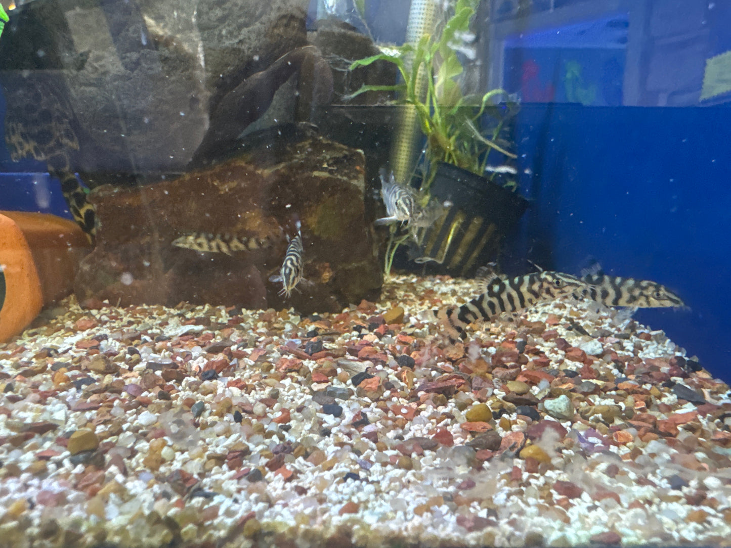 Yo-yo Loach