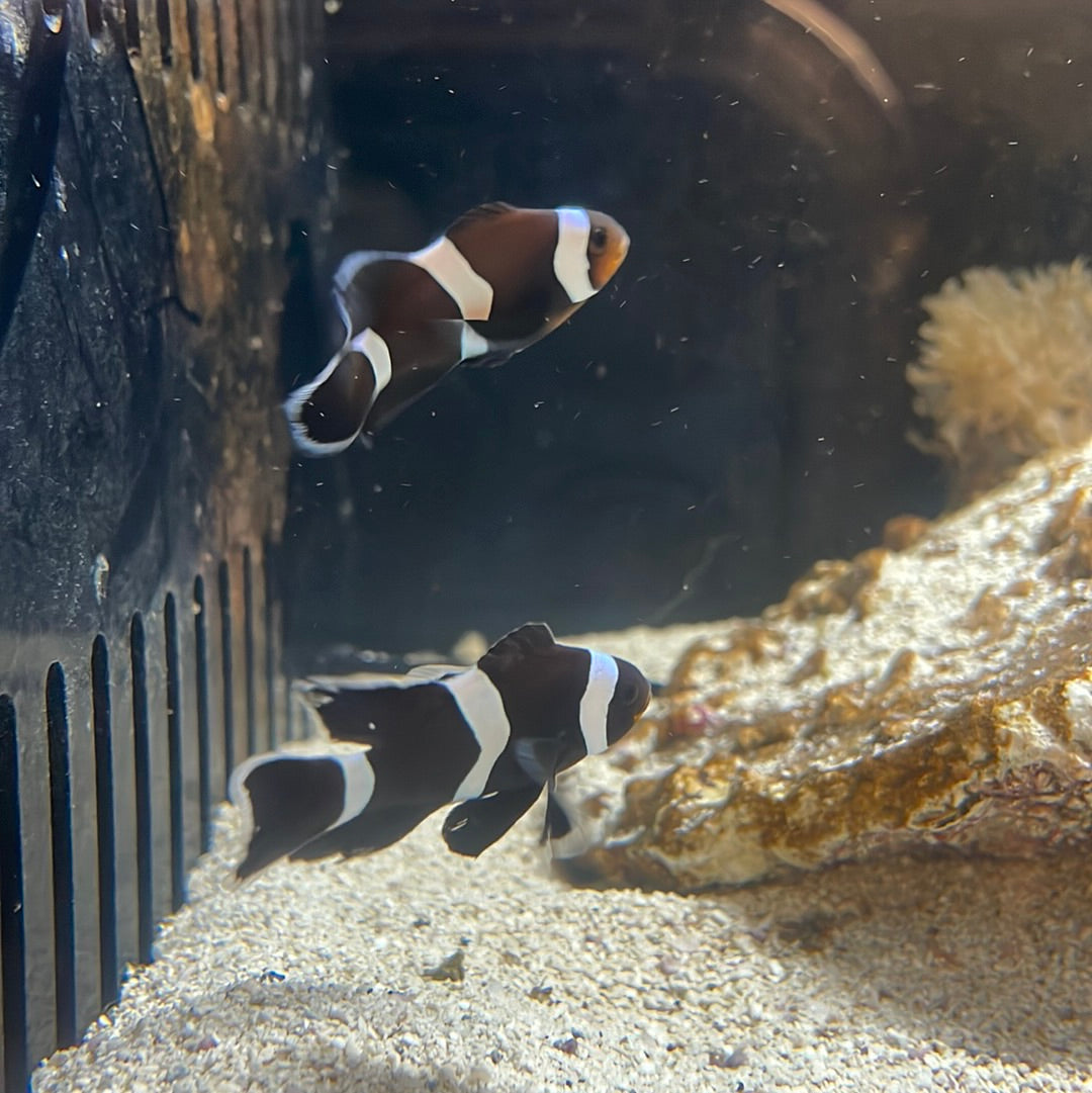 Longfin clown
