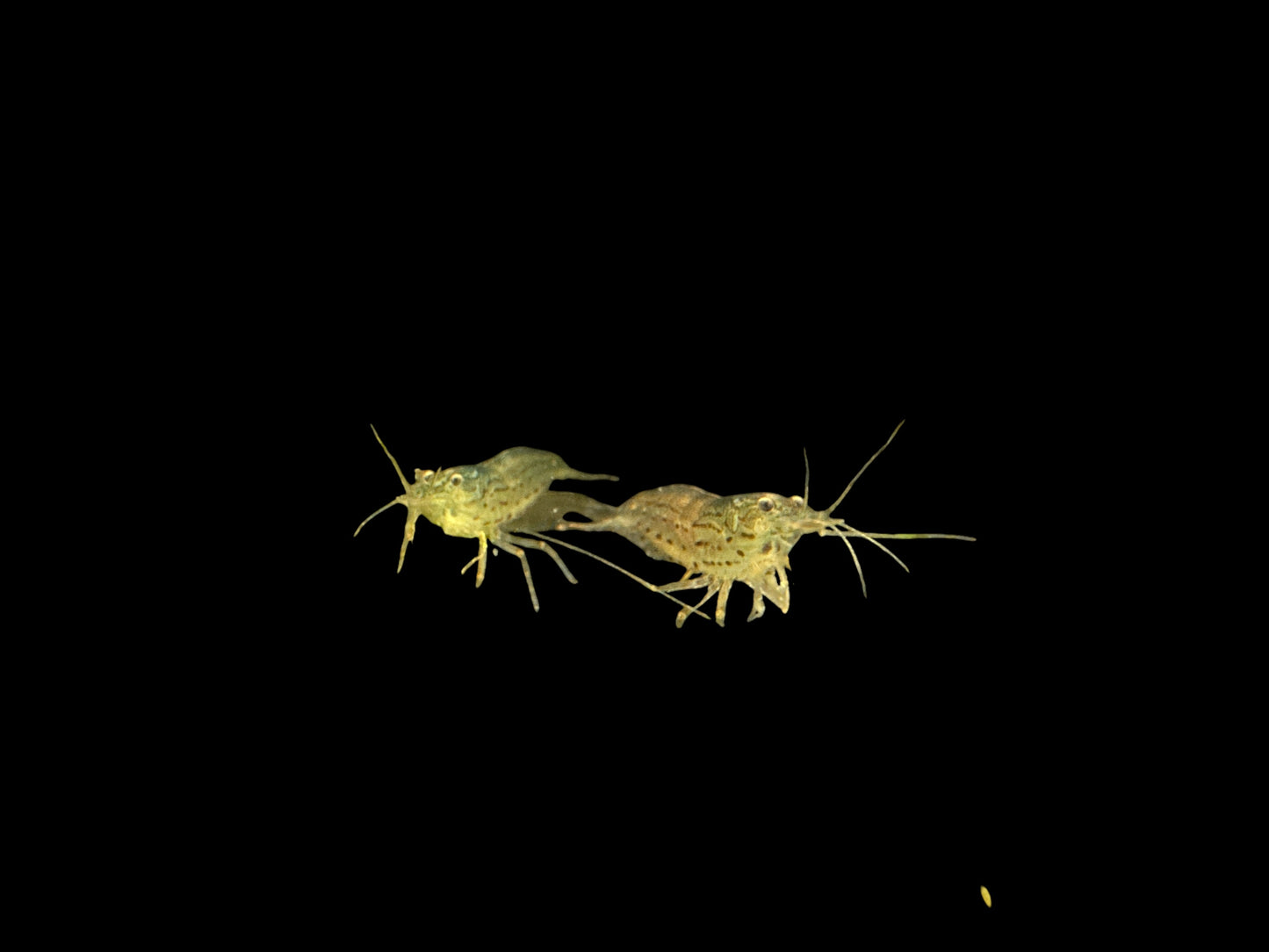 Amano Shrimp