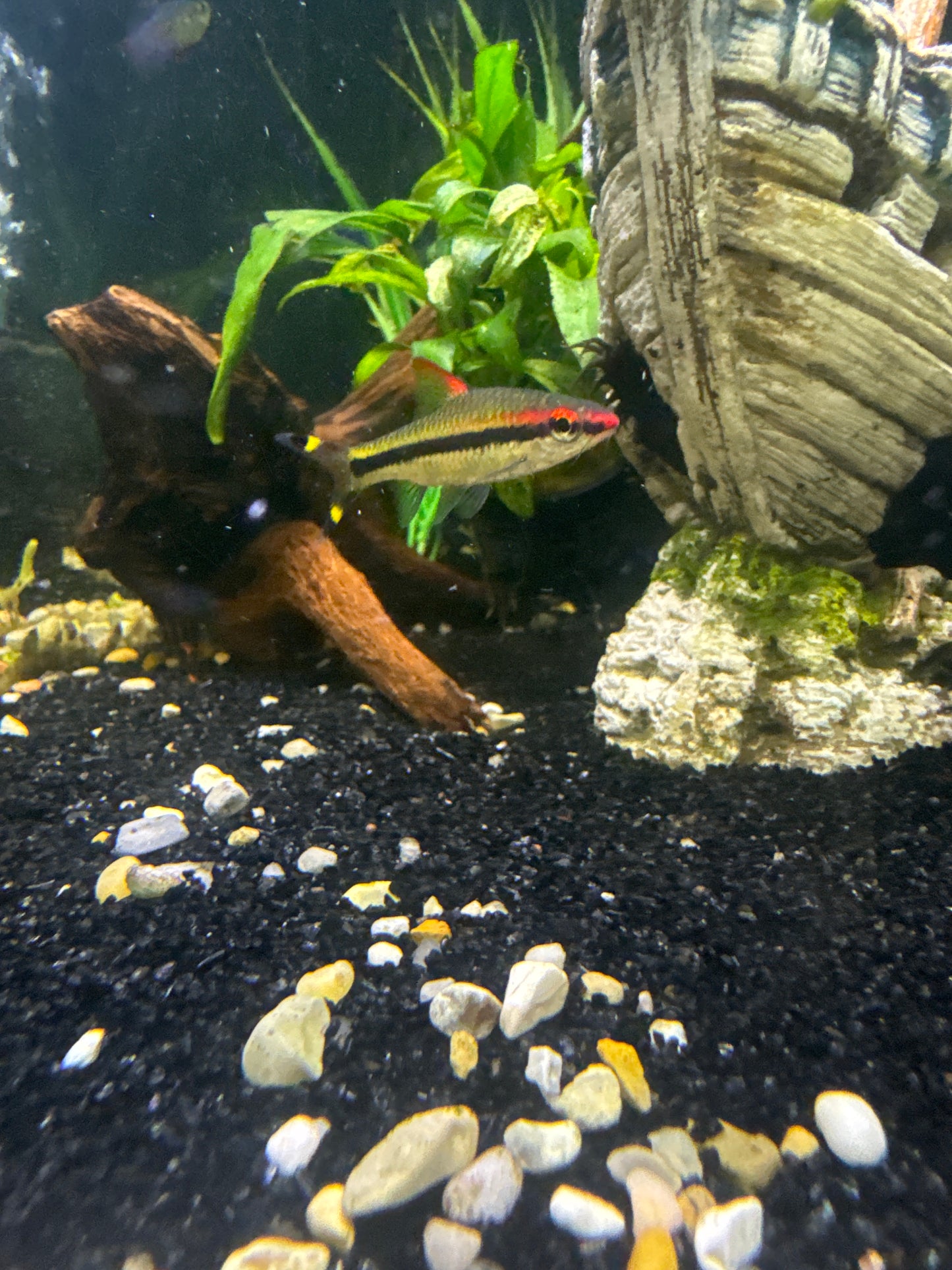 Roseline Shark
