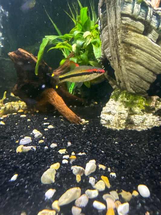 Roseline Shark