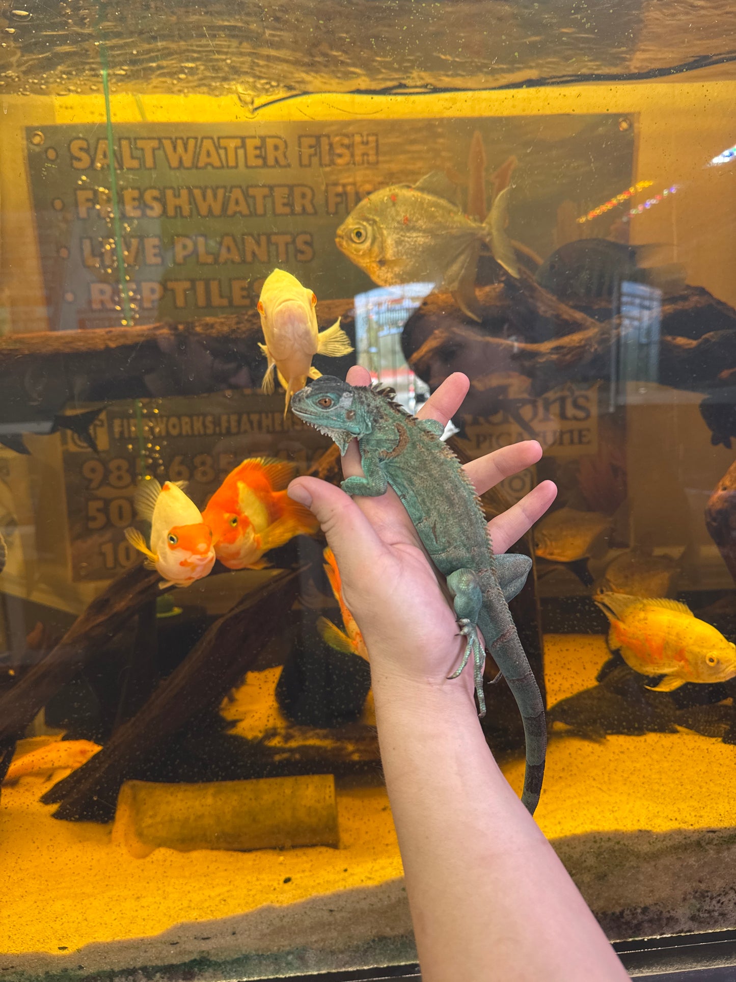 Blue iguana