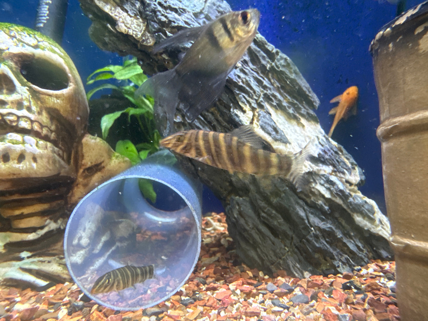 Striata Loach
