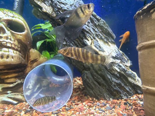 Striata Loach