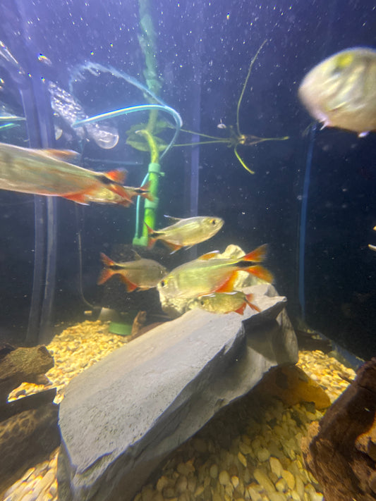Buenos Aires Tetra