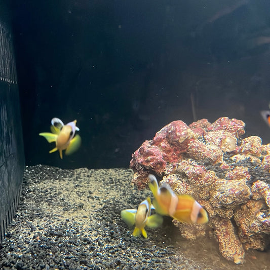Red Sea Clownfish