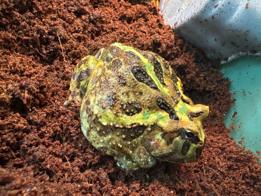 Large Camo  Pac-Man frog