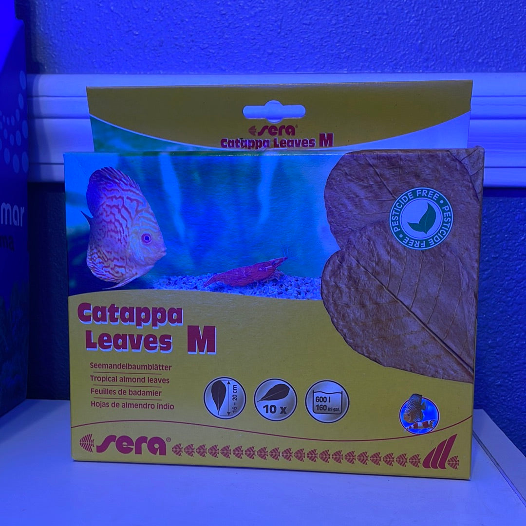 Catappa Leaves 10 x M