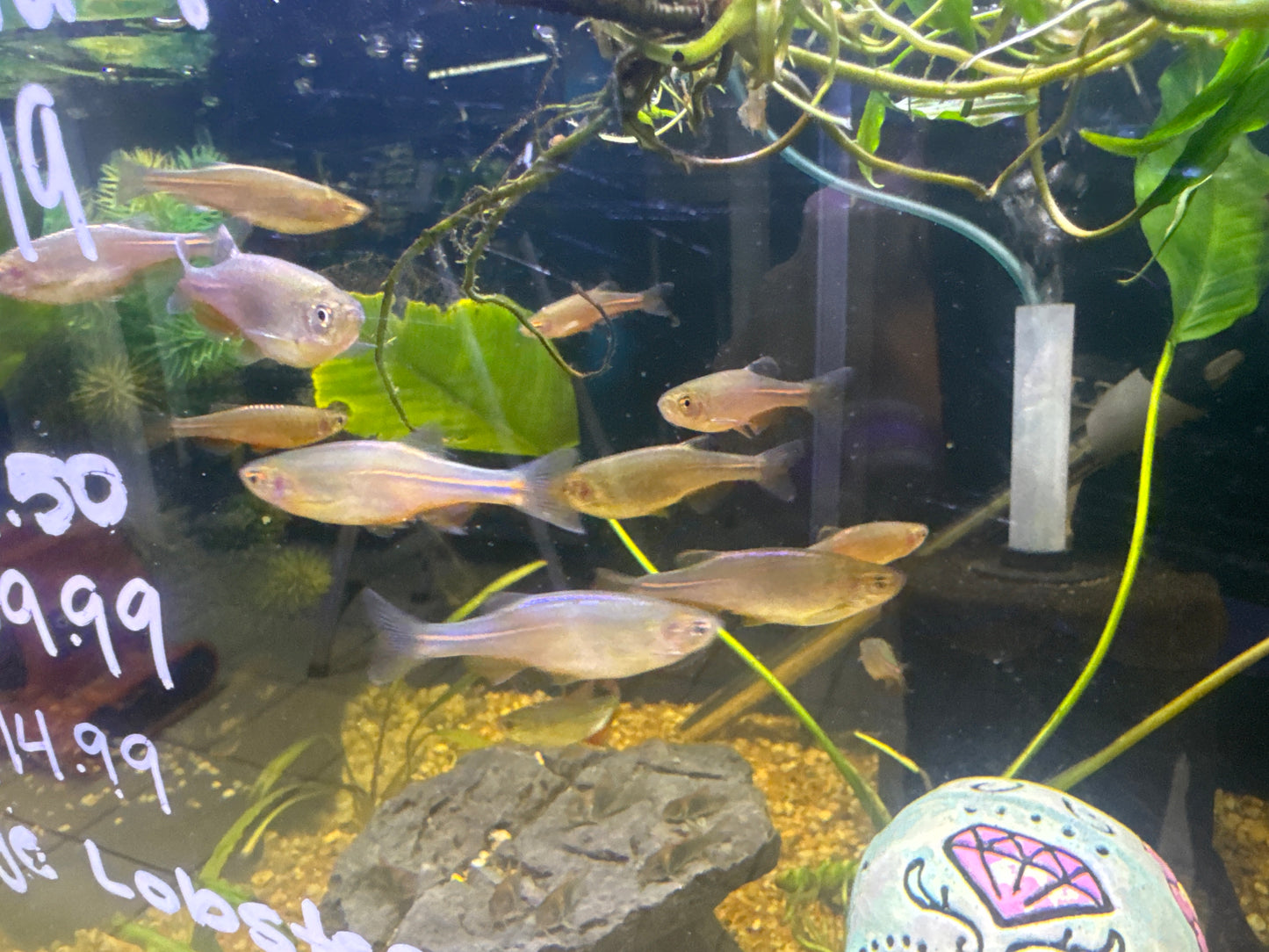 Pearl Danio