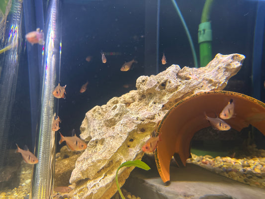 Serpae Tetra