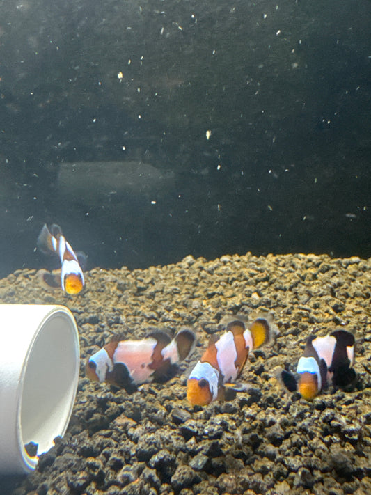 phantom Clownfish