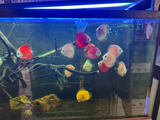 Discus