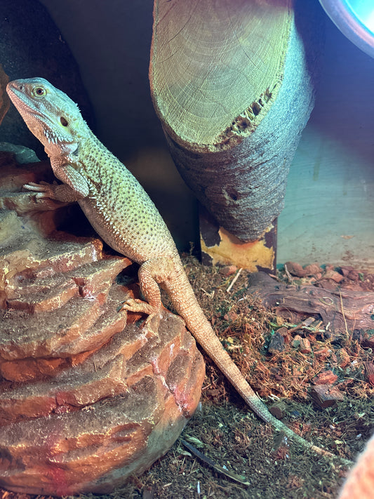 Citrus Adult Female