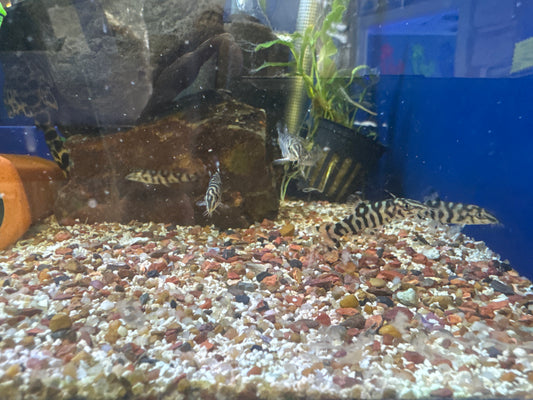 Yo-yo Loach