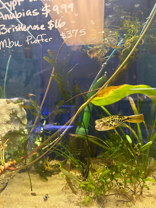 Mbu Puffer