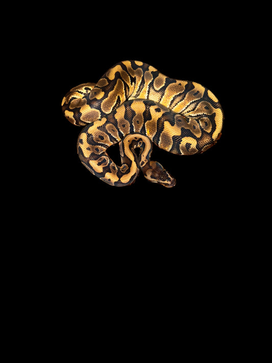 HGW Gravel Male