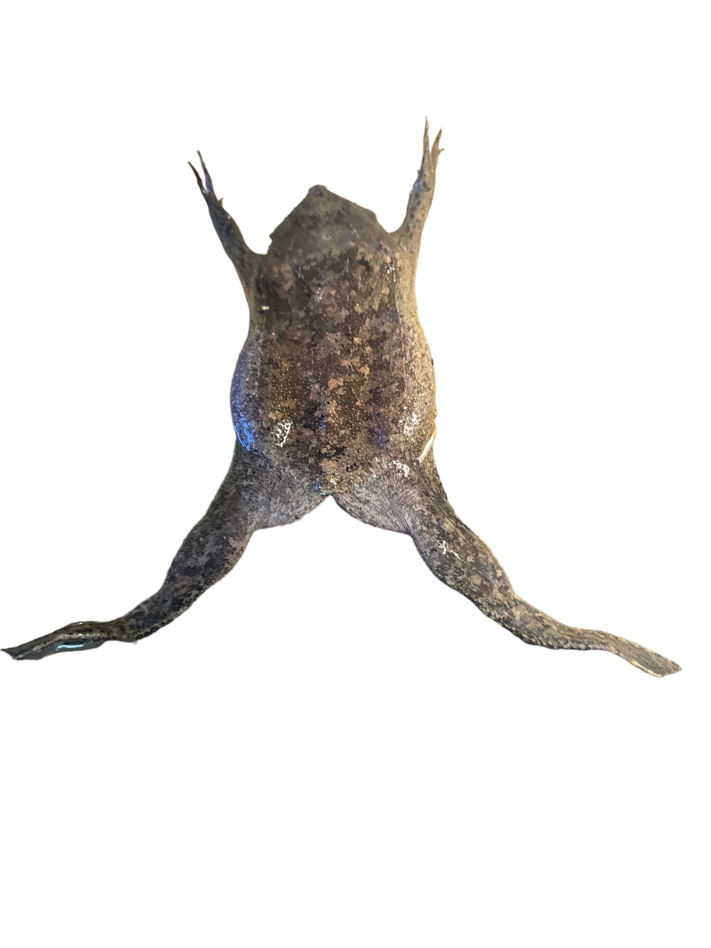 Pipa Pipa Toad