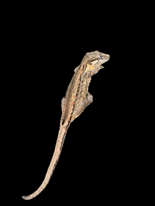 Gargoyle gecko