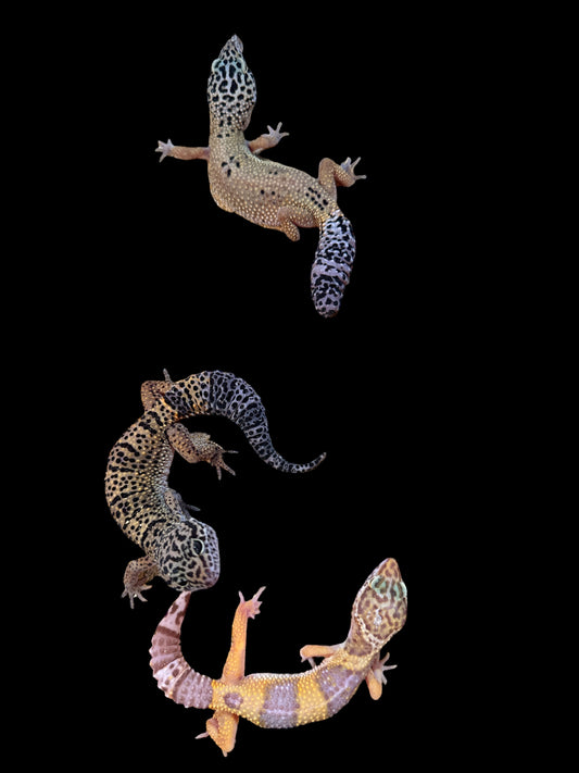 Leopard Gecko