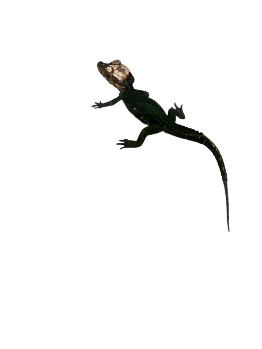 dwarf caiman