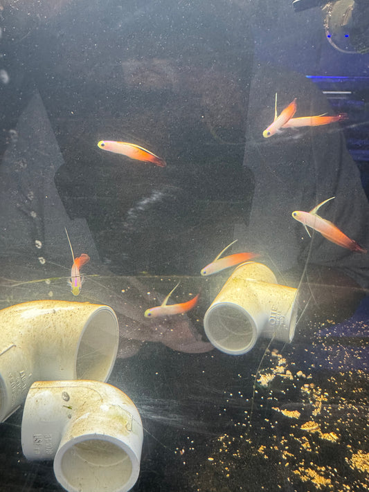 Firefish