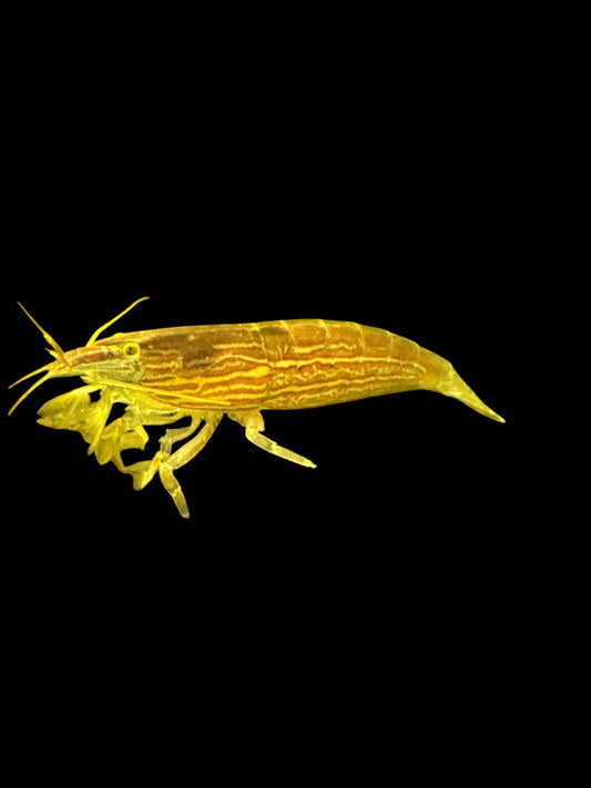 Bamboo Shrimp