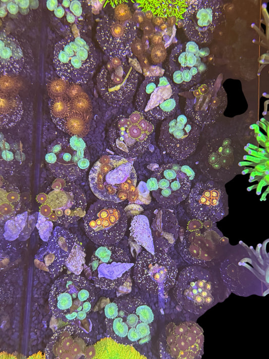 Assorted Zoa Frags